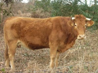 Limousinský skot